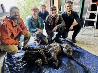 Canada phát hiện xác ướp voi ma mút lông cừu cách đây hơn 30.000 năm