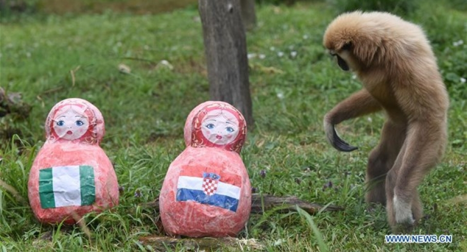 "Nhà tiên tri" của Croatia dự đoán đội tuyển Nga thắng ở tứ kết