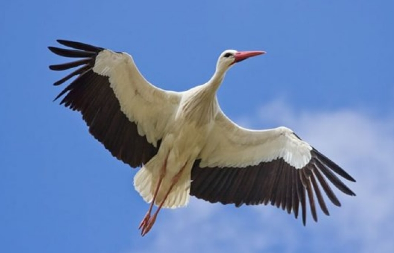 Gắn định vị theo dõi cò, phải thanh toán hóa đơn hơn 60 triệu đồng