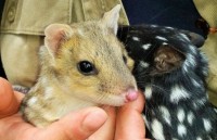 tan man chuyen nuoc uc