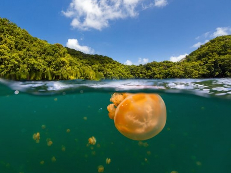 Lặn khám phá Hồ Sứa vàng đẹp nhất hành tinh