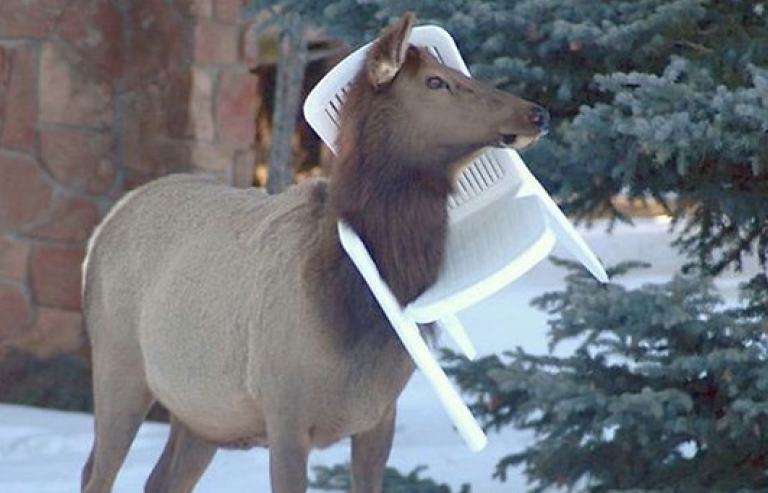 Cười ngất với những pha tai nạn hài hước khó đỡ của động vật