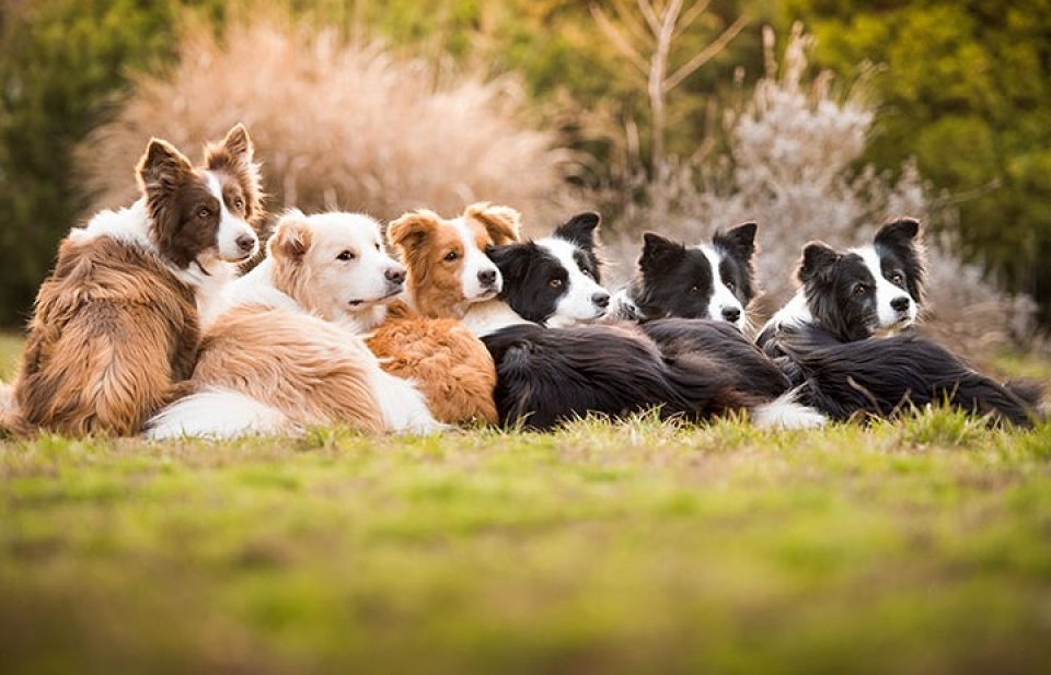 Người dân Trung Quốc 'đốt' hơn 20 tỷ USD mỗi năm cho dịch vụ thú cưng