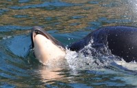 ca koi song dat nhat the gioi co gi dac biet