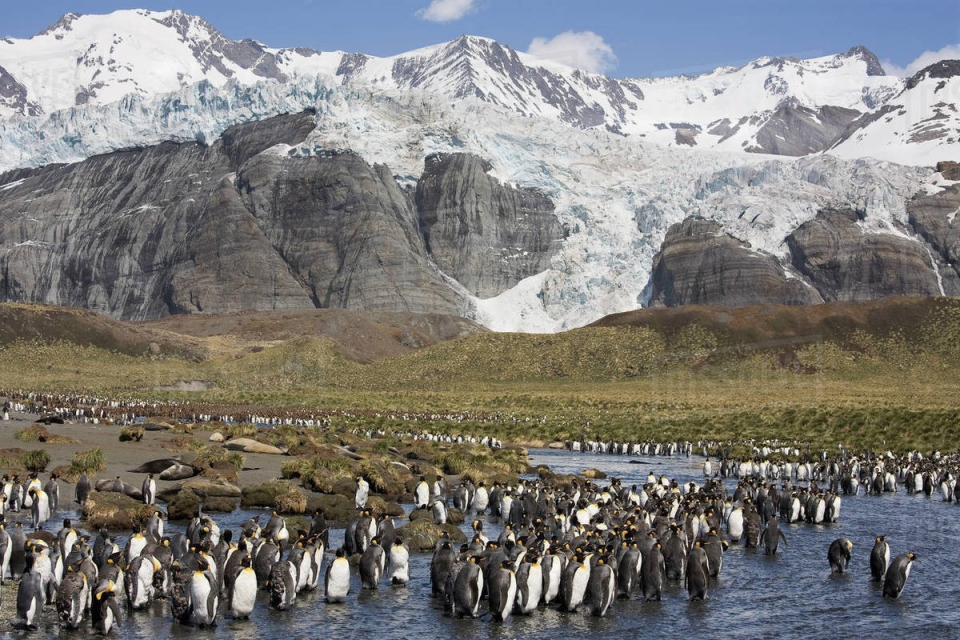 dan canh cut hoang de lon nhat the gioi giam 90 so luong