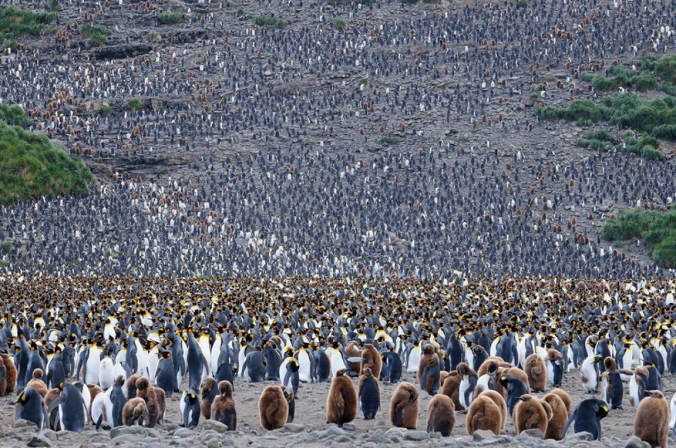 dan canh cut hoang de lon nhat the gioi giam 90 so luong