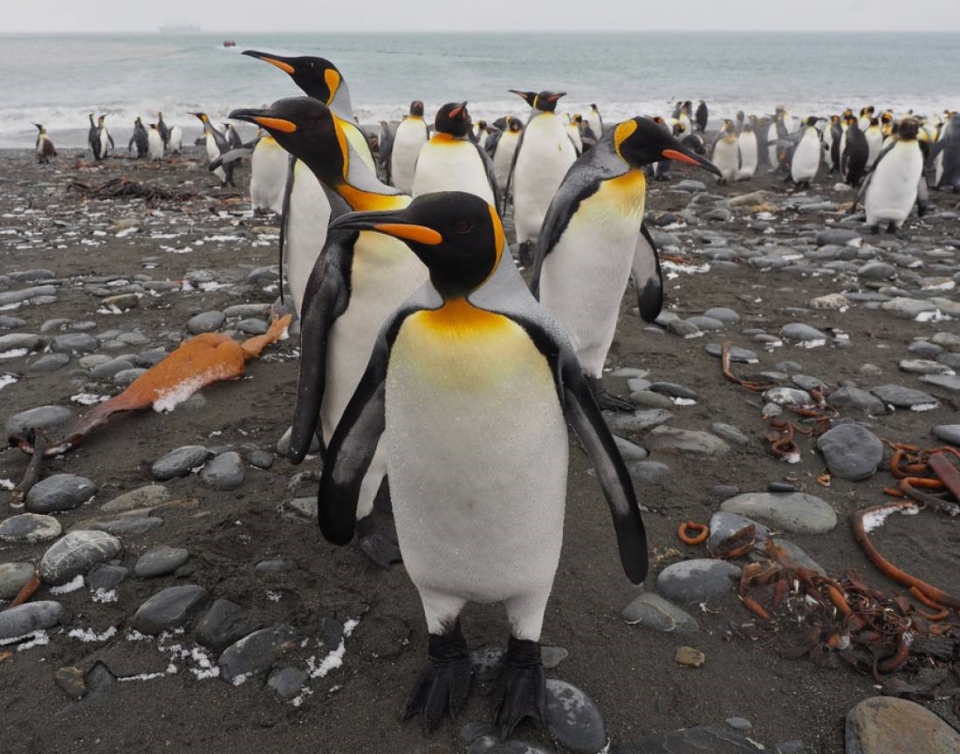 dan canh cut hoang de lon nhat the gioi giam 90 so luong