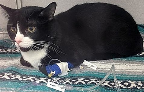 Câu chuyện dở khóc dở cười về chú mèo “sạch nhất thế giới”