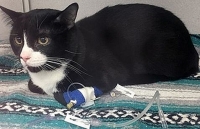 hinh anh chu meo deo khau trang phong virus corona gay sot