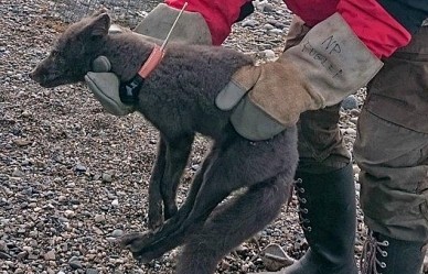 Cáo Bắc Cực đi 'phượt' 3.500km từ Na Uy đến Canada