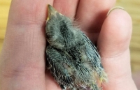 phat hien hoa thach loai vet lon nhat tren trai dat