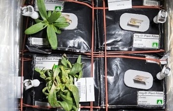 NASA công bố cây ăn quả đầu tiên sẽ được trồng trên trạm ISS