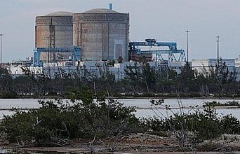 Mỹ: Cá sấu tưởng tuyệt chủng được tạo ổ cho sinh sôi quanh nhà máy hạt nhân