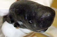 phat hien loai ca dung vay de dung nhu doi chan