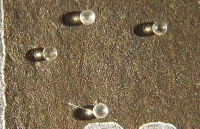 di an tiec nguoi dan ong phat hien 48 vien ngoc trong mot con hau