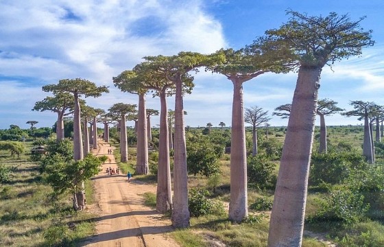 Những câu chuyện lạ trên đại lộ có hàng ‘cây lộn ngược’