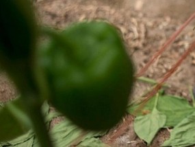 Tây Ban Nha lấy côn trùng thay cho thuốc trừ sâu trong nông nghiệp