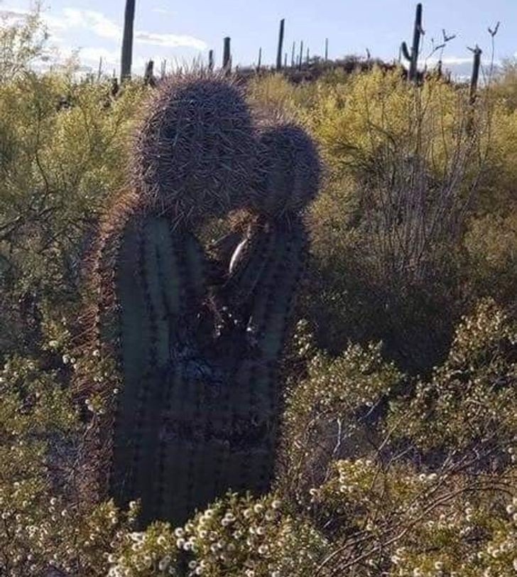 khoanh khac nhung do vat vo tri ngo nhu co cam xuc