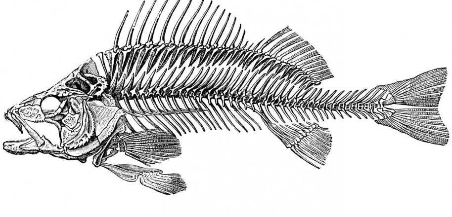 Argentina: Phát hiện hóa thạch cá săn mồi khổng lồ 70 triệu năm tuổi