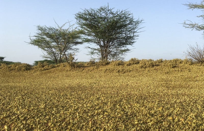 Kenya: Hàng tỷ con châu chấu bủa vây ngôi làng