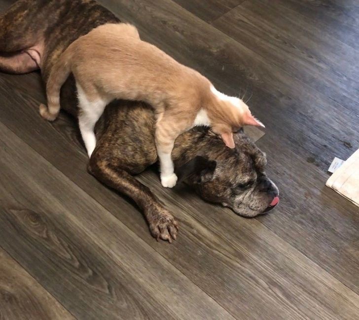 khoanh khac tuong tro am ap cua dong vat khien trai tim ban tan chay