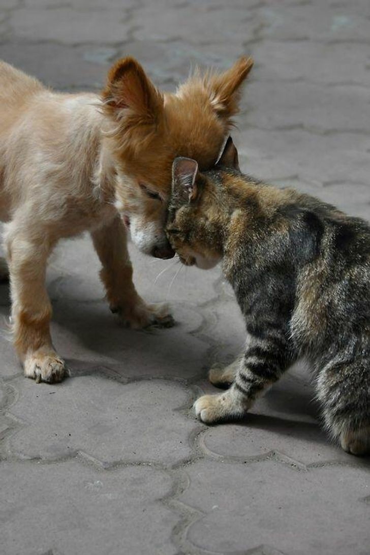 khoanh khac tuong tro am ap cua dong vat khien trai tim ban tan chay