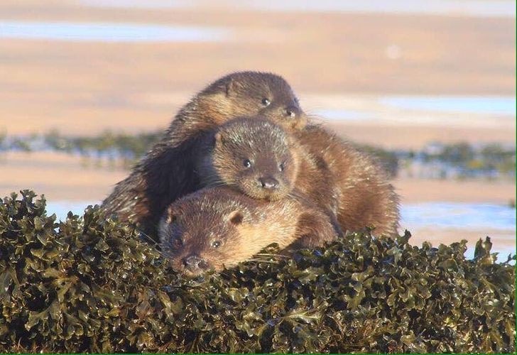 khoanh khac tuong tro am ap cua dong vat khien trai tim ban tan chay
