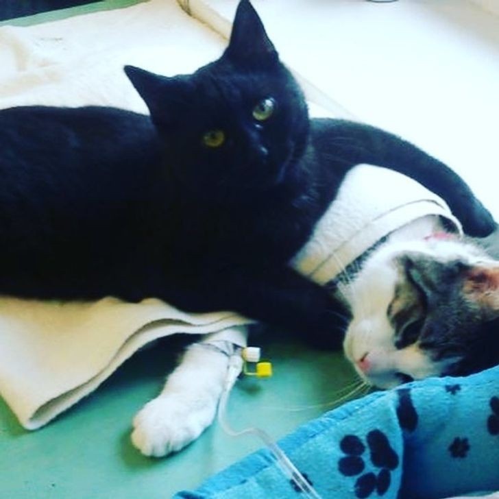 khoanh khac tuong tro am ap cua dong vat khien trai tim ban tan chay