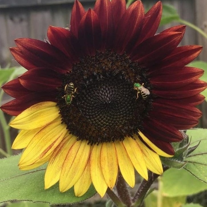 Những hình ảnh 'đáng kinh ngạc' trong thế giới tự nhiên