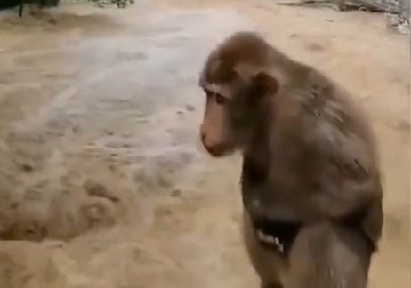 2853 dong vat o trung quoc chiu canh lu lut qua nhieu nam