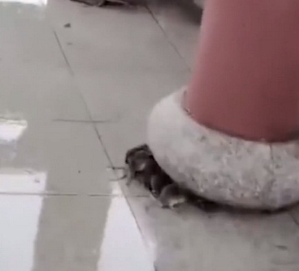 2953 dong vat o trung quoc chiu canh lu lut qua nhieu nam