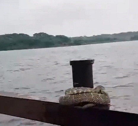 3056 dong vat o trung quoc chiu canh lu lut qua nhieu nam 1