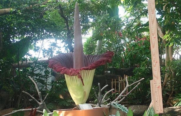 Mỹ: Đổ xô đi xem hoa xác thối nhiều năm nở 1 lần