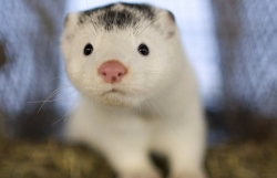 Covid-19: Chồn nhiễm SARS-CoV-2, Tây Ban Nha tiêu hủy gần 90.000 con để ngăn dịch lây lan