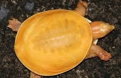 Ấn Độ: Tìm thấy rùa bạch tạng màu vàng óng siêu hiếm