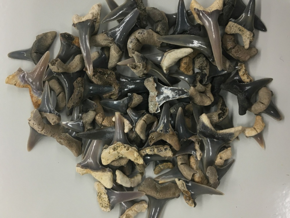 3937 ancient shark teeth