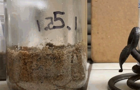 Củ cải có thể phát triển trong đất Mặt trăng