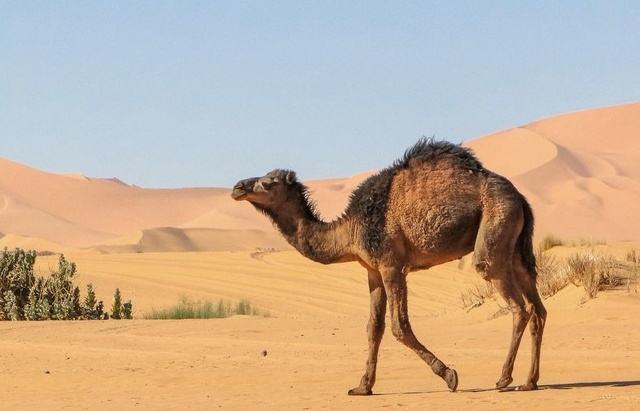 Cảm động chú lạc đà thông minh vượt 100 km tìm đường về nhà