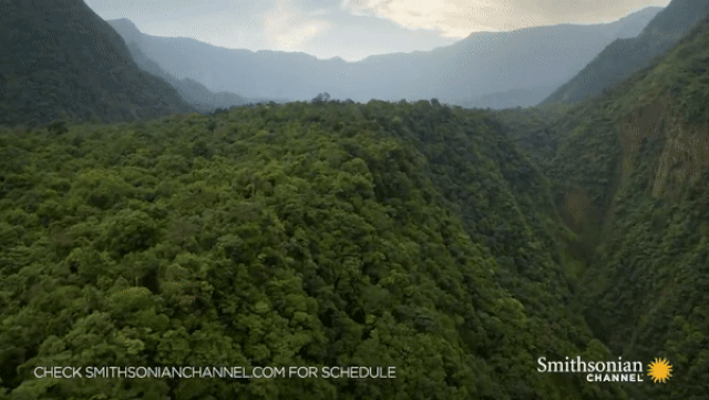 Xung quanh miệng núi lửa Luba thuộc Guinea Xích Đạo là nơi sinh sống của loài linh trưởng bí ẩn này. 2237 ezgifcomvideotogif 22 1595910683456