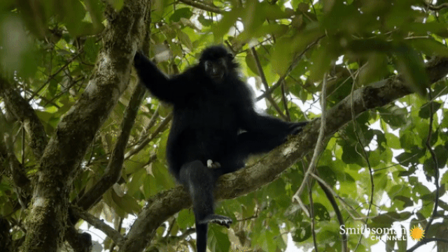 Khỉ colobus đen vô cùng hiếm và rất ít được phát hiện trong thế giới tự nhiên. 2420 ezgifcomvideotogif 23 1595910791020