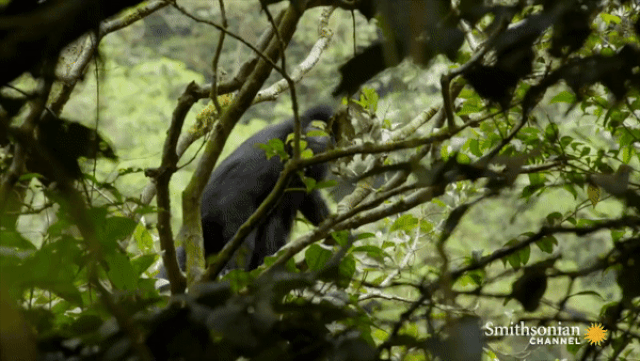 Loài động vật này không thể tồn tại trong những cánh rừng tái sinh hay trong điều kiện nuôi nhốt. 2513 ezgifcomvideotogif 24 1595910913831