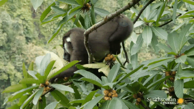 Bí ẩn về loài khỉ sống ở nơi gần như con người không thể đặt chân tới bi an ve loai khi song o noi gan nhu con nguoi khong the dat chan toi