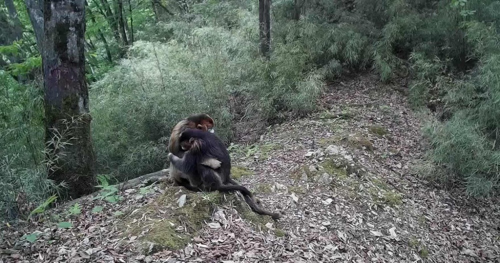 bay anh chup duoc nhung dong vat quy hiem nhat the gioi