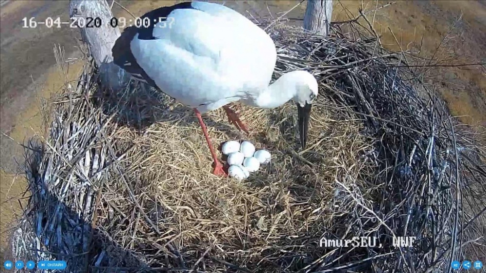 bay anh chup duoc nhung dong vat quy hiem nhat the gioi