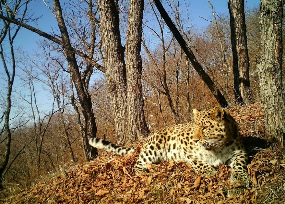 bay anh chup duoc nhung dong vat quy hiem nhat the gioi