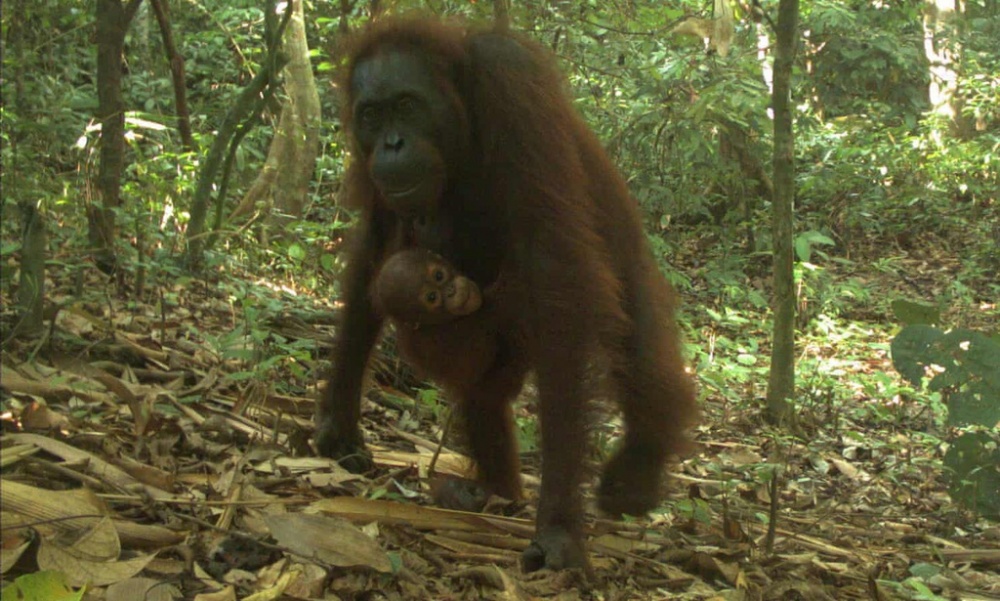 bay anh chup duoc nhung dong vat quy hiem nhat the gioi