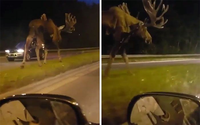 Ngỡ ngàng với những loài động vật có kích cỡ khổng lồ trong thế giới tự nhiên