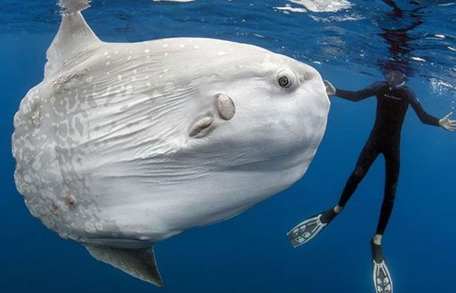 Ngỡ ngàng với những loài động vật có kích cỡ khổng lồ trong thế giới tự nhiên