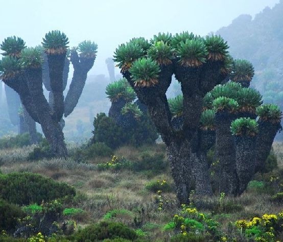 Cây kỳ lạ "lai giữa dứa và xương rồng" trên ngọn núi cao nhất Châu Phi Cây kỳ lạ "lai giữa dứa và xương rồng" trên ngọn núi cao nhất Châu Phi