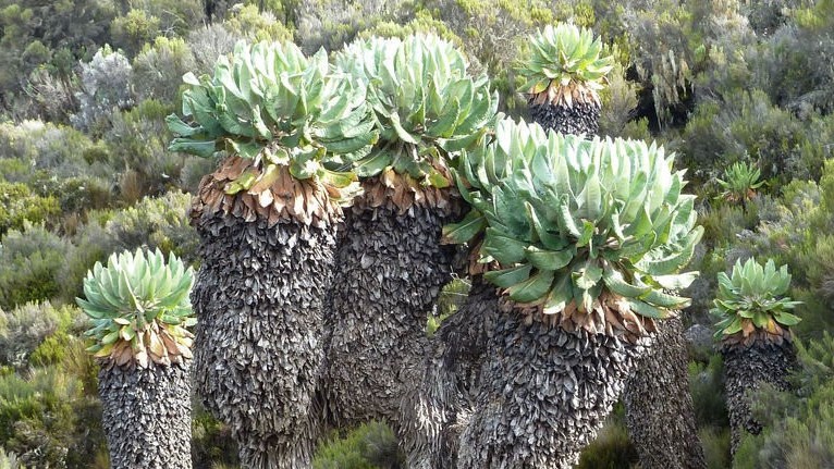 Tìm hiểu cây kỳ lạ, độc nhất vô nhị trên ngọn núi cao nhất châu Phi